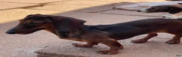 Dachshund dogs for sale: Heidi - Ad 4