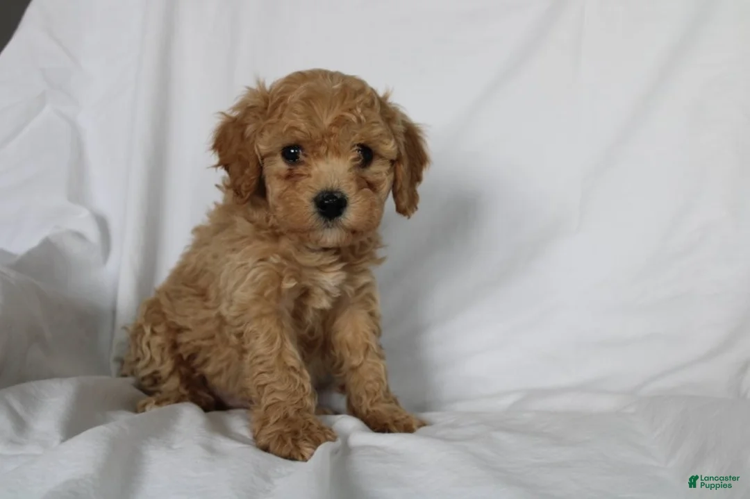 Mixed Breed dogs for sale: CavaPooChon male - JASPER - Ad 2