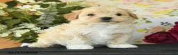 Maltipoo dogs for sale: Spencer - Ad 1