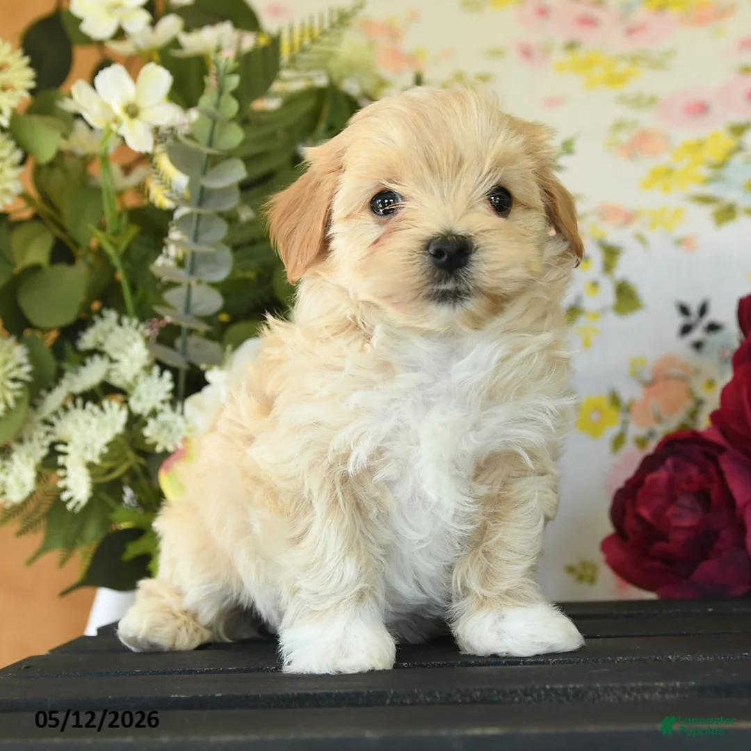 Maltipoo dogs for sale: Spencer - Ad 1