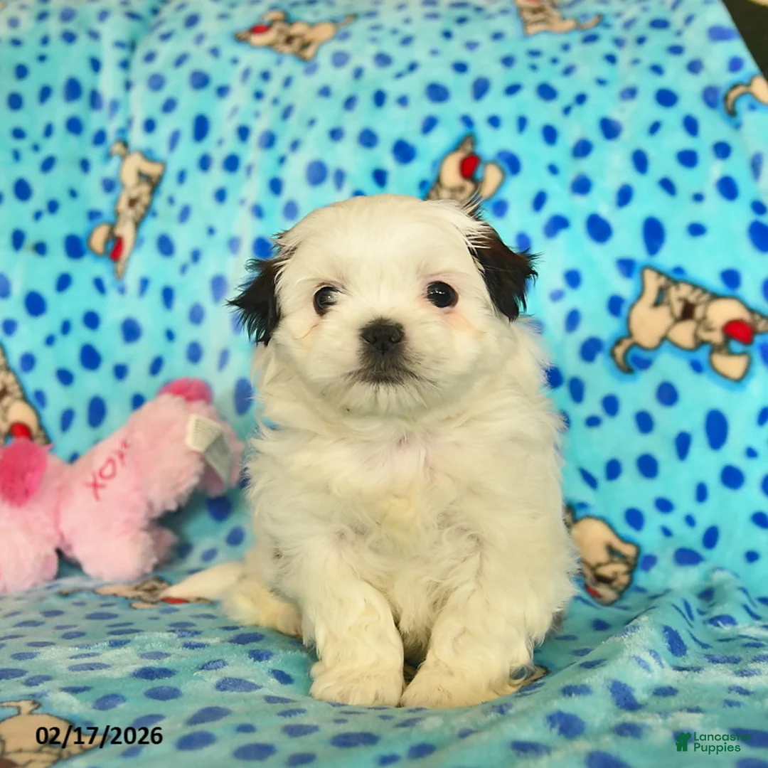Shih Tzu dogs for sale: Bonnie  - Ad 3