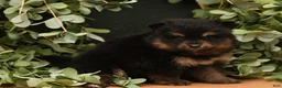 Pomeranian dogs for sale: Rita - Ad 3