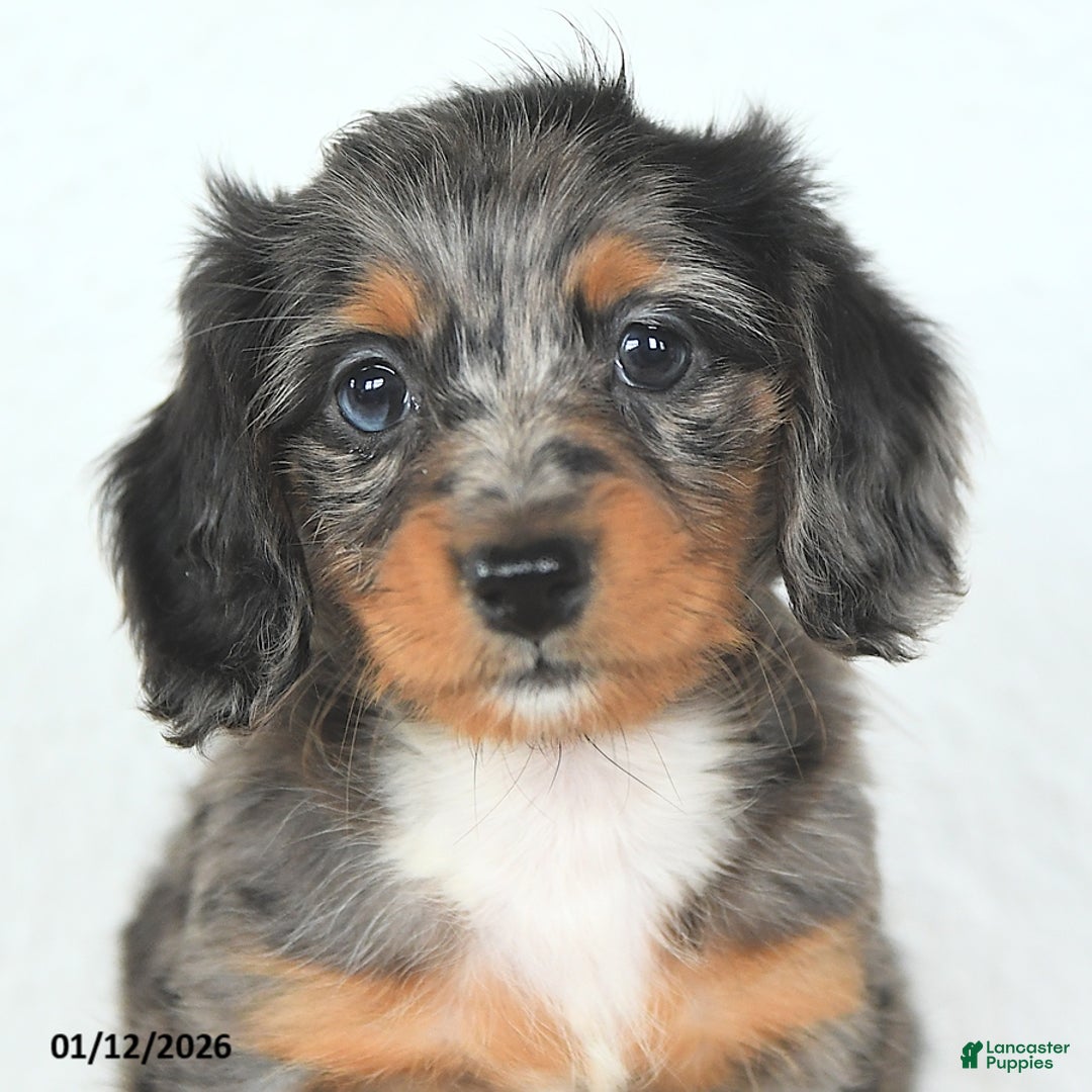 Miniature Dachshund dogs for sale: Dolly - Ad 5