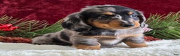 Miniature Dachshund dogs for sale: Korey - Ad 10