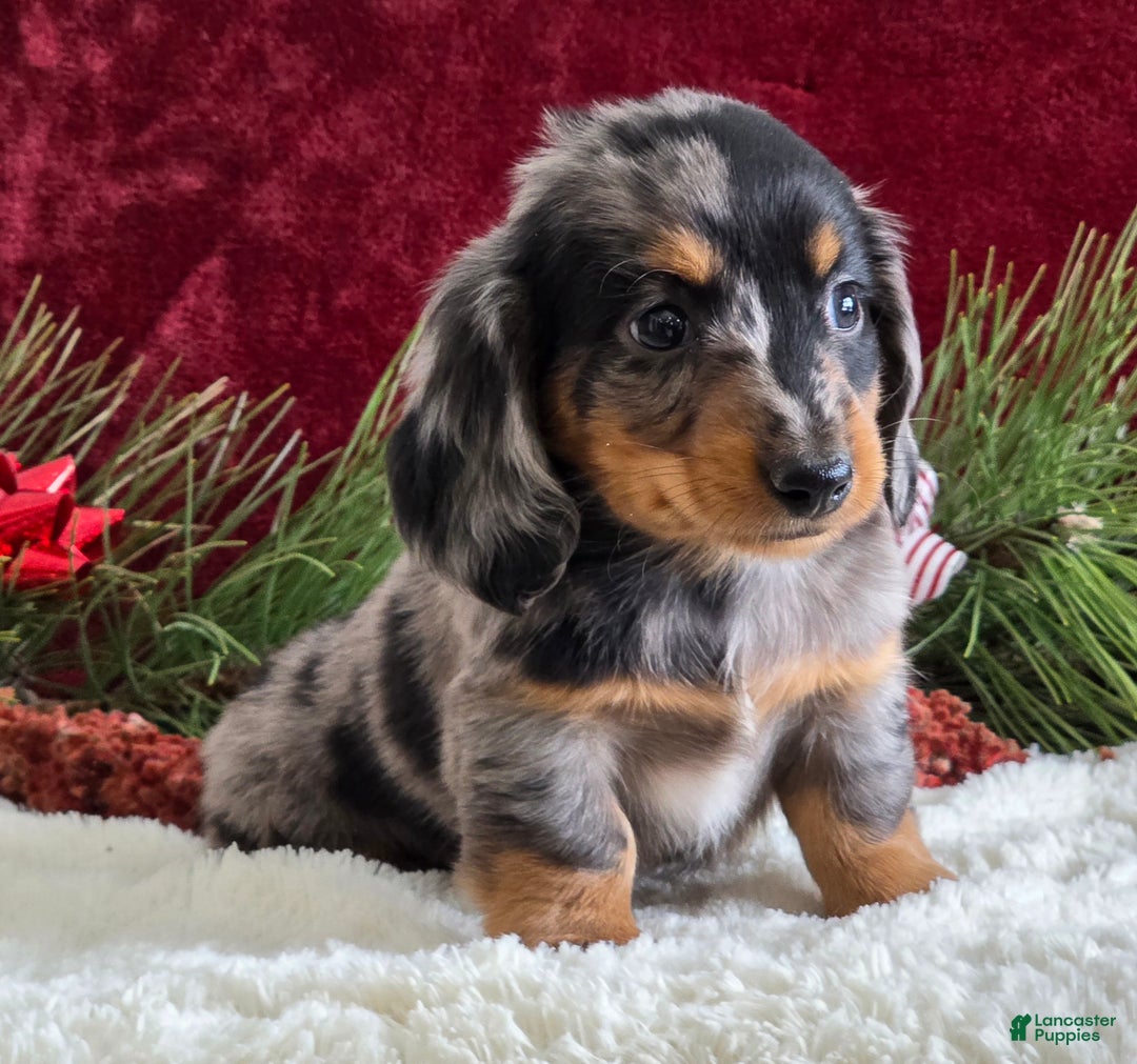 Miniature Dachshund dogs for sale: Korey - Ad 10