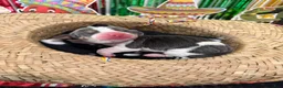 Basset Hound dogs for sale: Isabella- purple - Ad 11