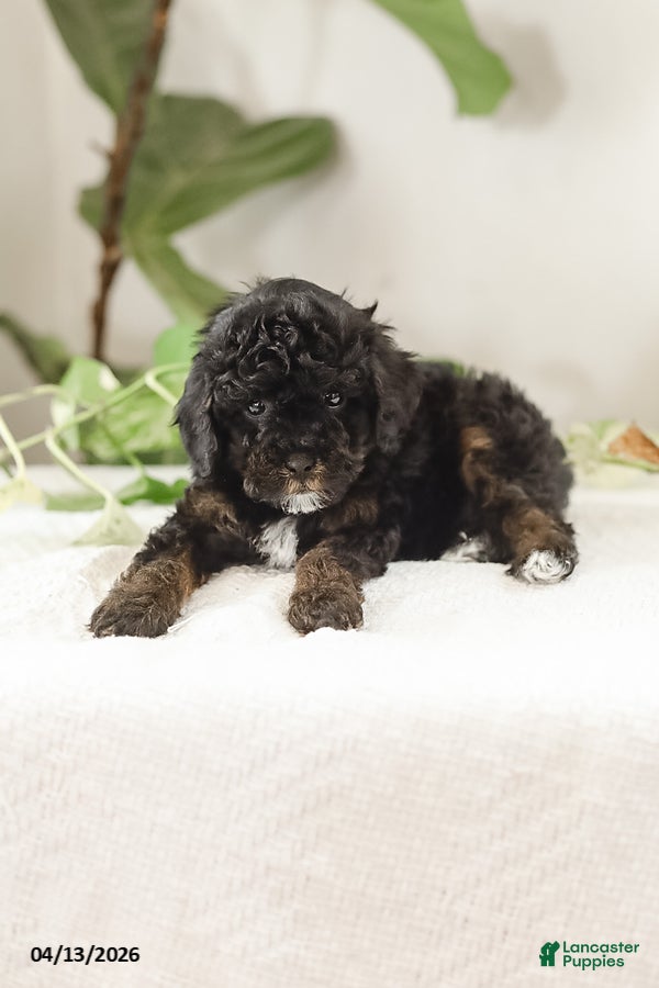 Miniature Poodle dogs Mila - Ad 2