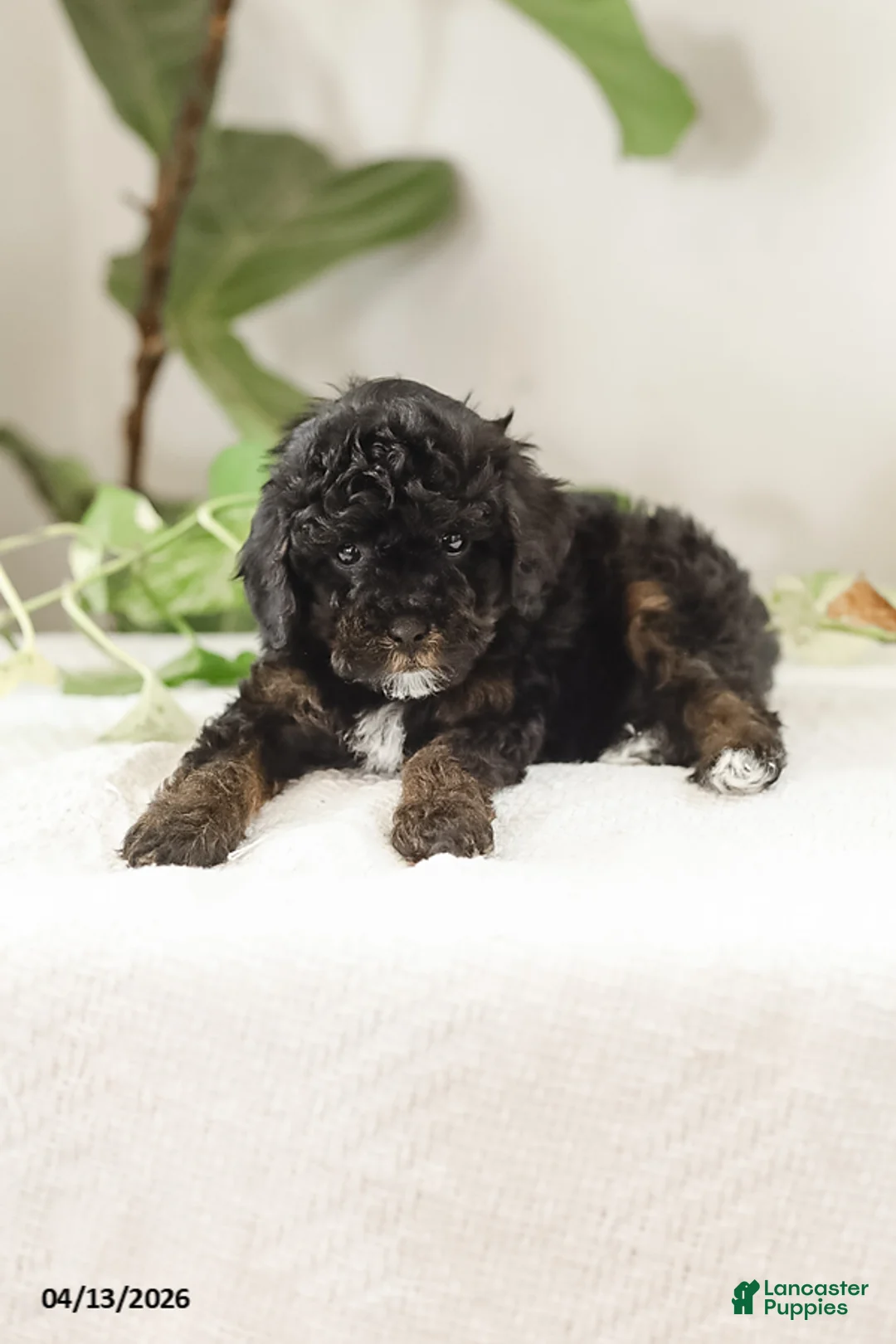 Miniature Poodle dogs for sale: Mila - Ad 2