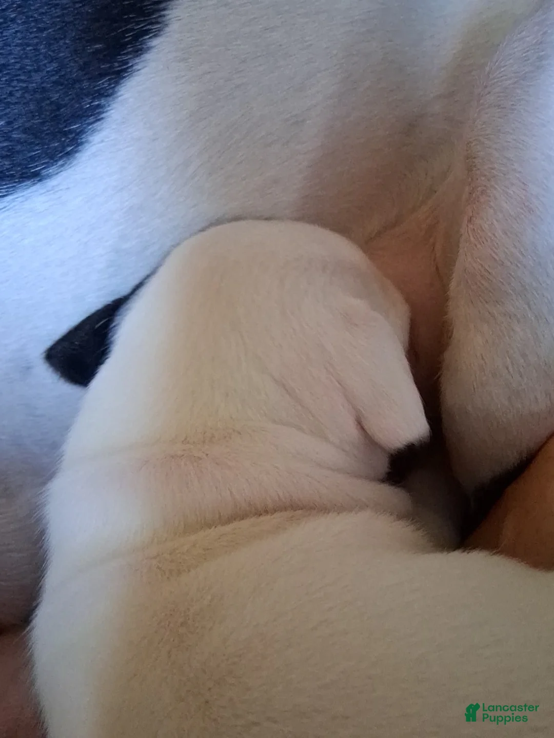 Mixed Breed dogs for sale: Mixed Breed Puppy 4 - Ad 2