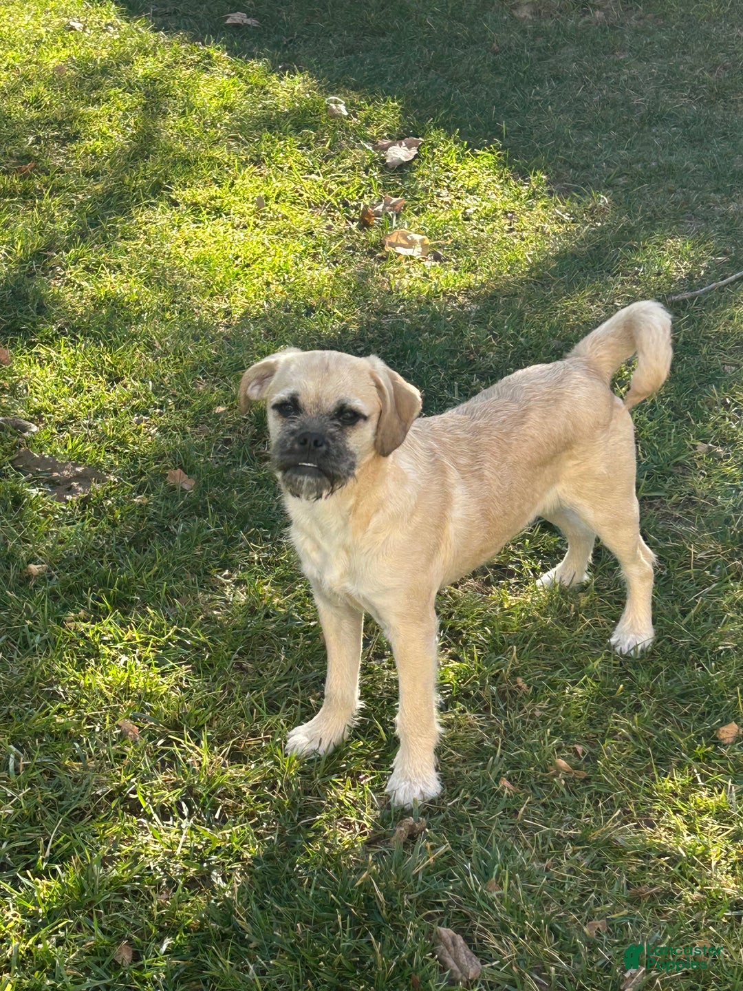 Mixed Breed dogs for sale: Mixed Breed Puppy 2 - Ad 2