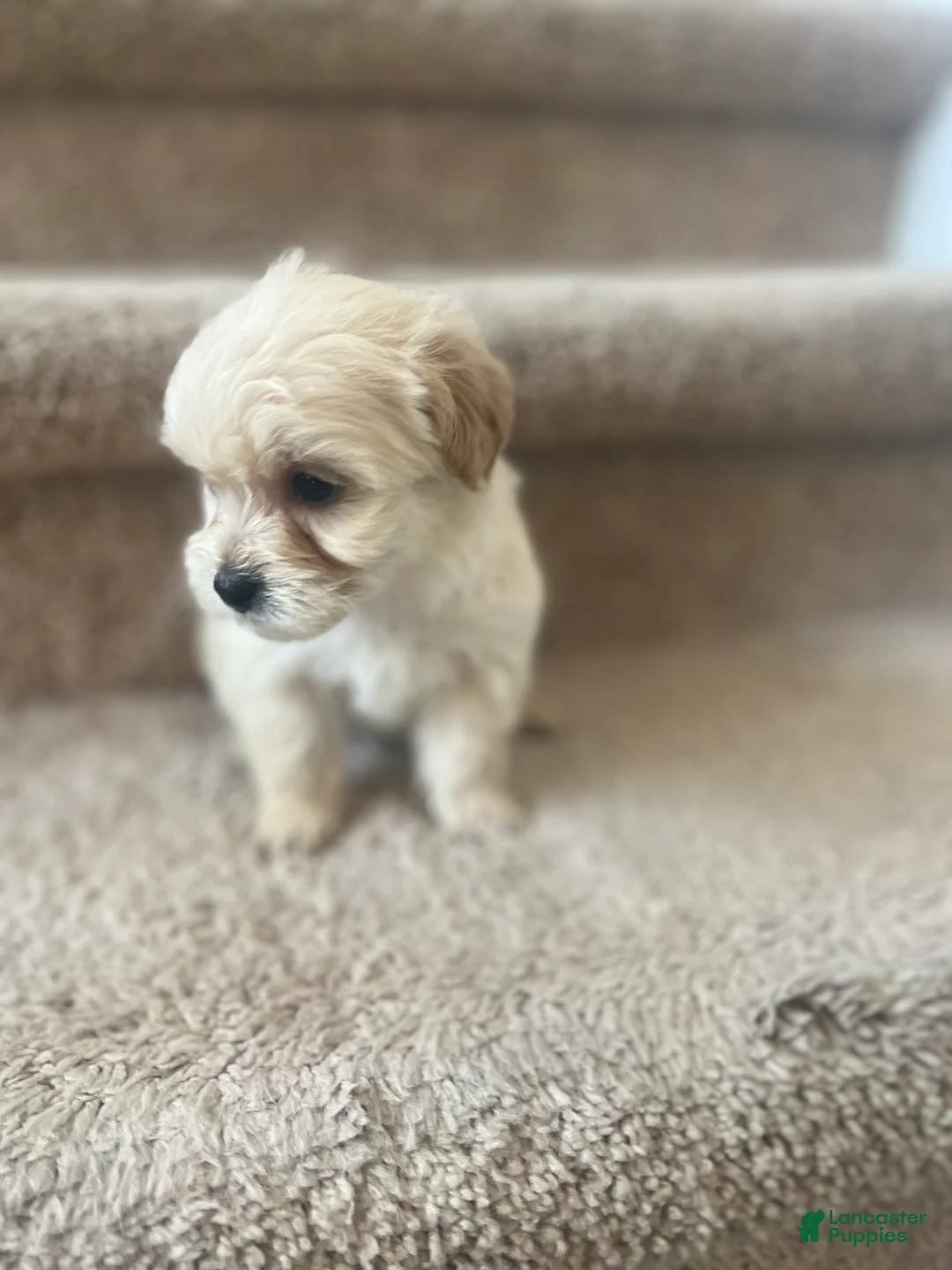 Maltipoo dogs for sale: Briana - Ad 19