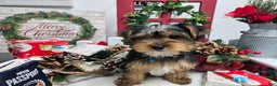Yorkshire Terrier dogs for sale: Dexter - Ad 6