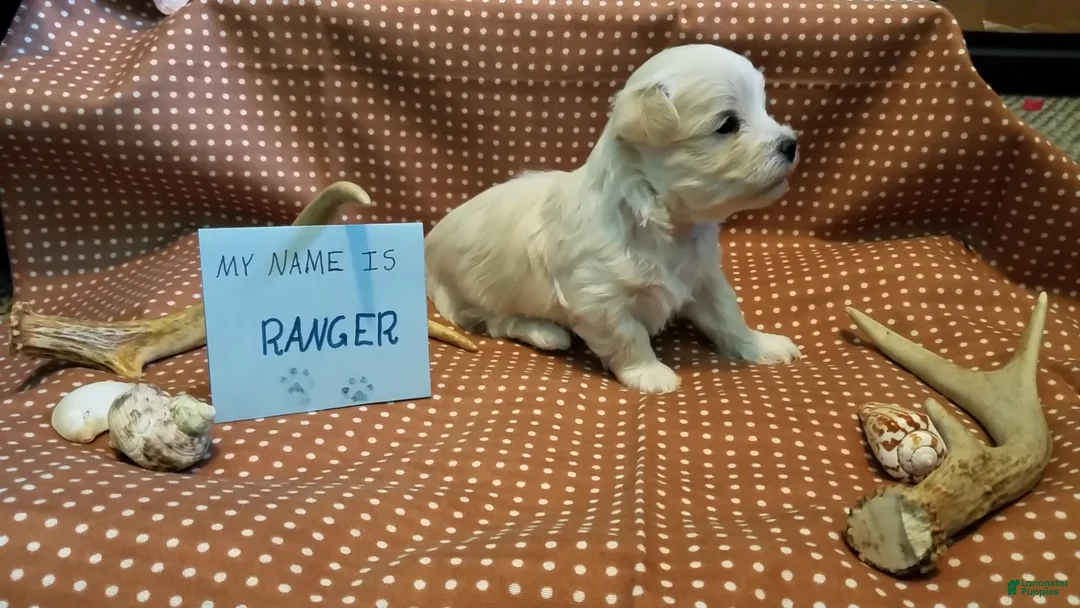 Maltipoo dogs for sale: Ranger - Ad 1