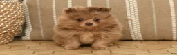 Pomeranian dogs for sale: Leo - Ad 3