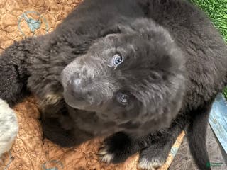Newfoundland dogs Newfoundland Puppy 4 - Ad 21
