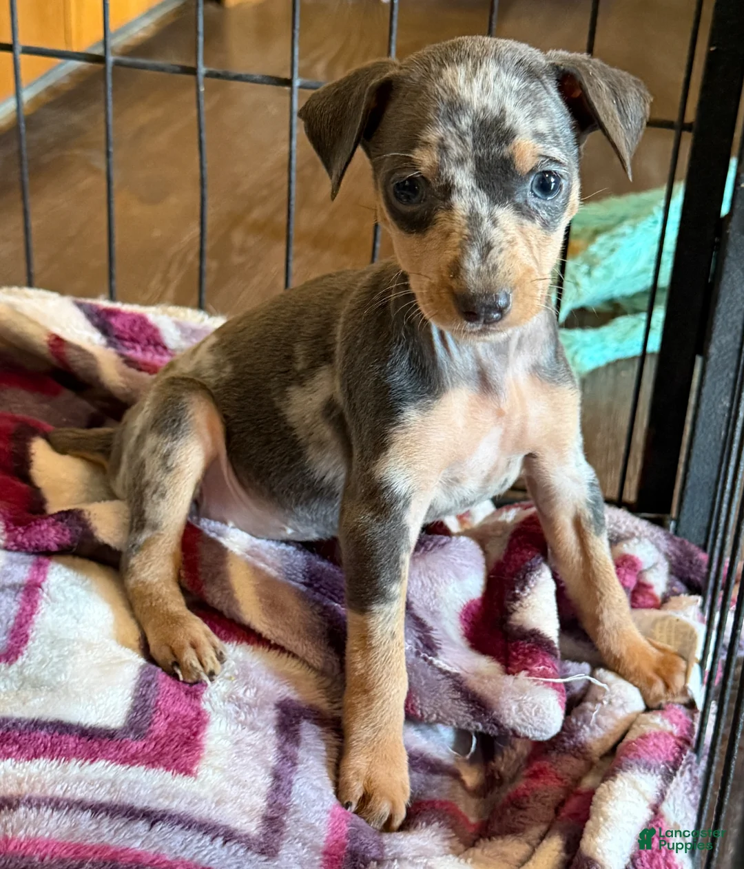 Miniature Pinscher dogs for sale: Miniature Pinscher Puppy 2 - Ad 1