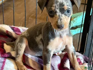 Miniature Pinscher dogs Miniature Pinscher Puppy 2 - Ad 17