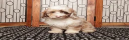 Miniature Poodle dogs for sale: Jil - Ad 1