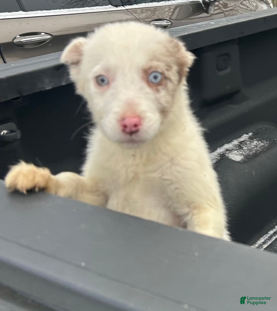 Border Collie dogs for sale: Border Collie Puppy 2 - Ad 3