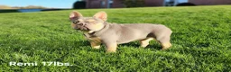 French Bulldog dogs for sale: Skylar - Ad 11