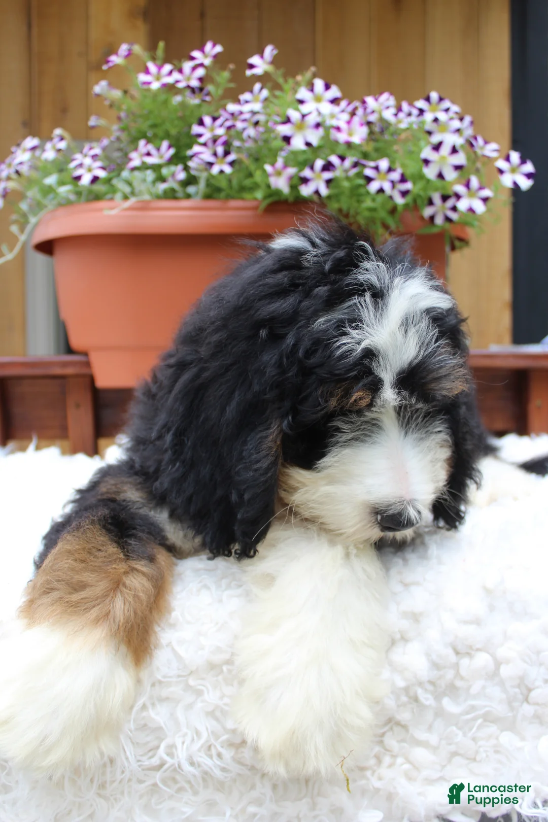 Bernedoodle dogs for sale: Matteo - Ad 6