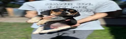 Beagle dogs for sale: Nadia 💛 - Ad 8