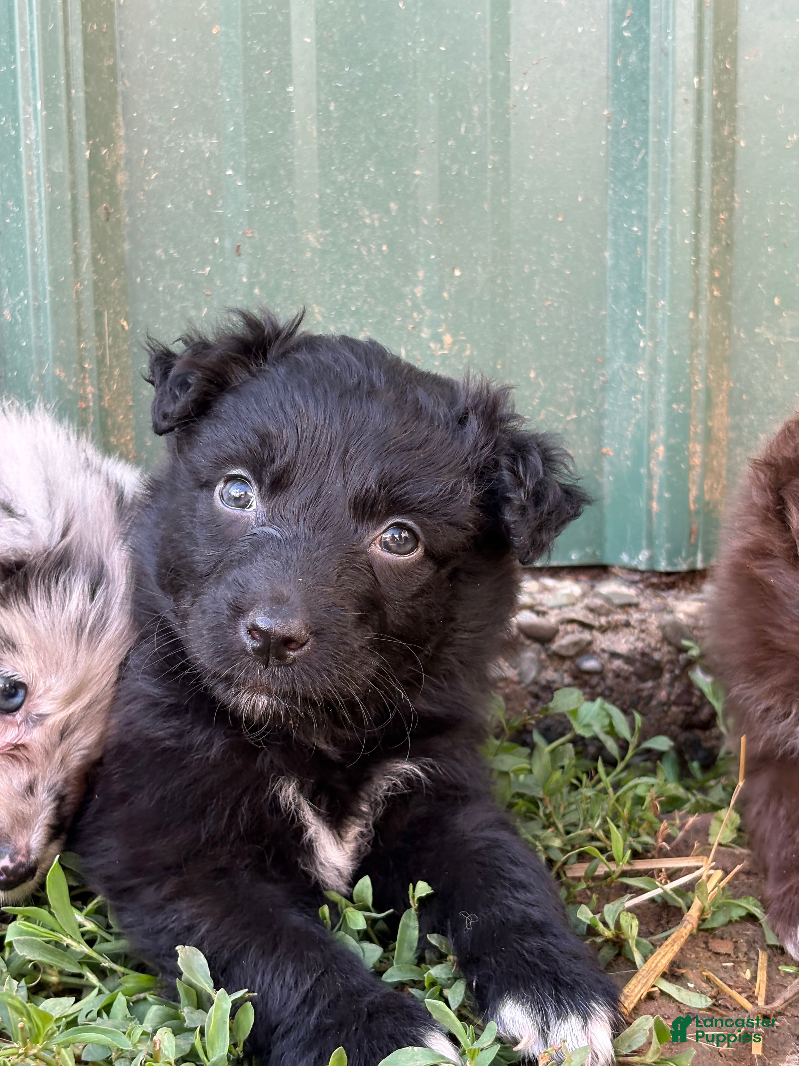 Australian Shepherd dogs turquoise puppy - Ad 15