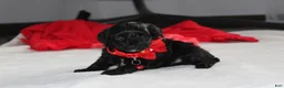 Yorkiepoo dogs for sale: River - Ad 3