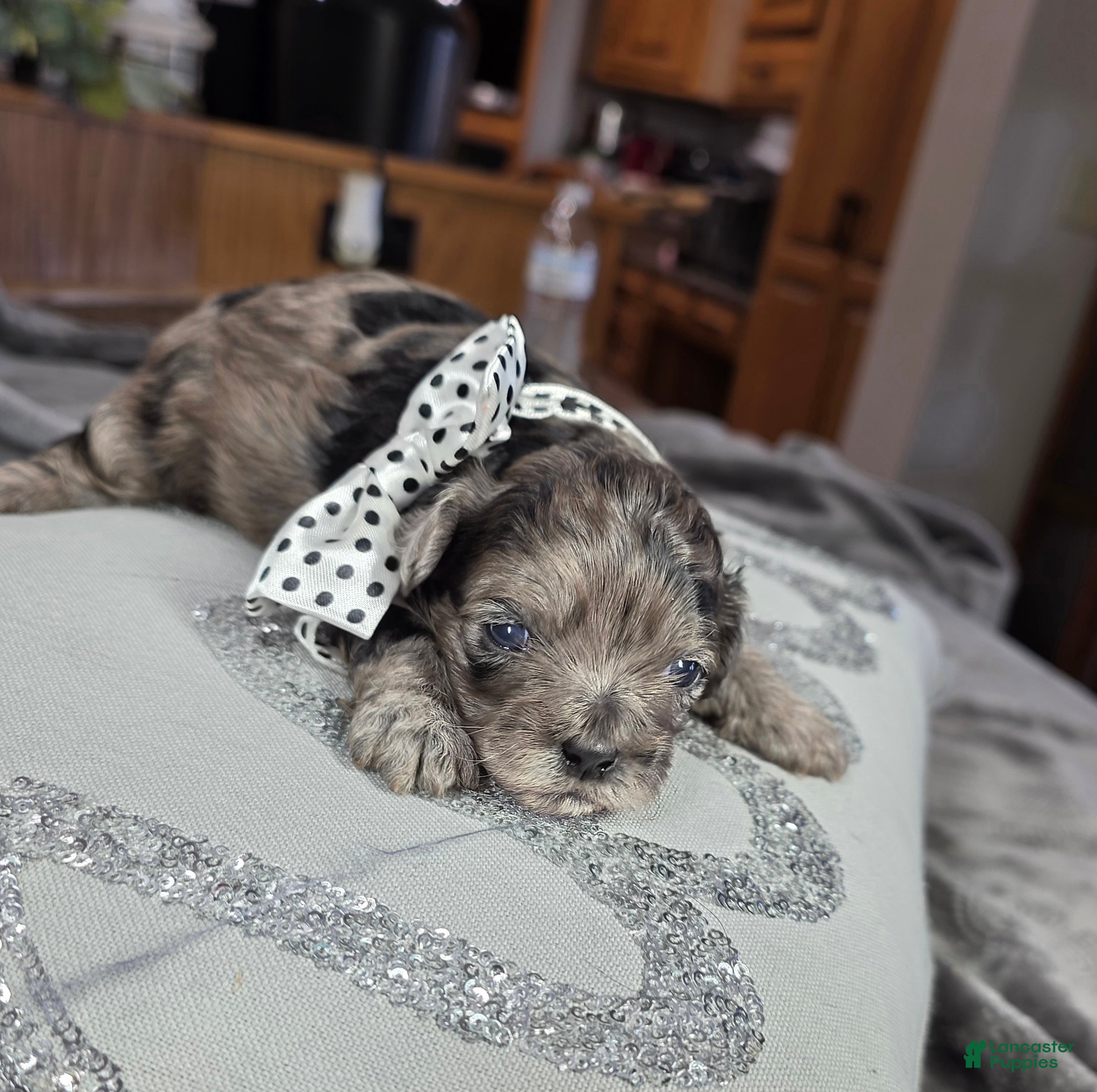 Shihpoo dogs Shihpoo Puppy 1 - Ad 41
