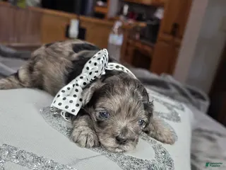 Shihpoo dogs Shihpoo Puppy 1 - Ad 41