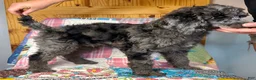 Standard Poodle dogs for sale: Gucci - Ad 3