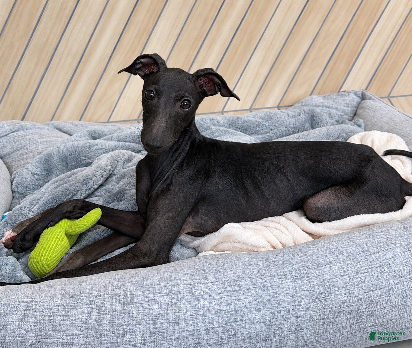 Italian Greyhound dogs for sale: Skylar - Ad 4