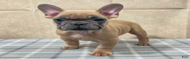Ridoc French Bulldog Puppy 