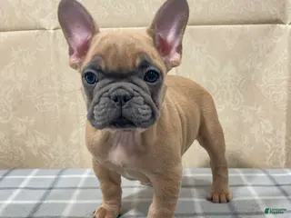 French Bulldog dogs Ridoc French Bulldog Puppy - Ad 13