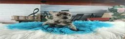 Chihuahua dogs for sale: Mouses blue merle boy - Ad 8