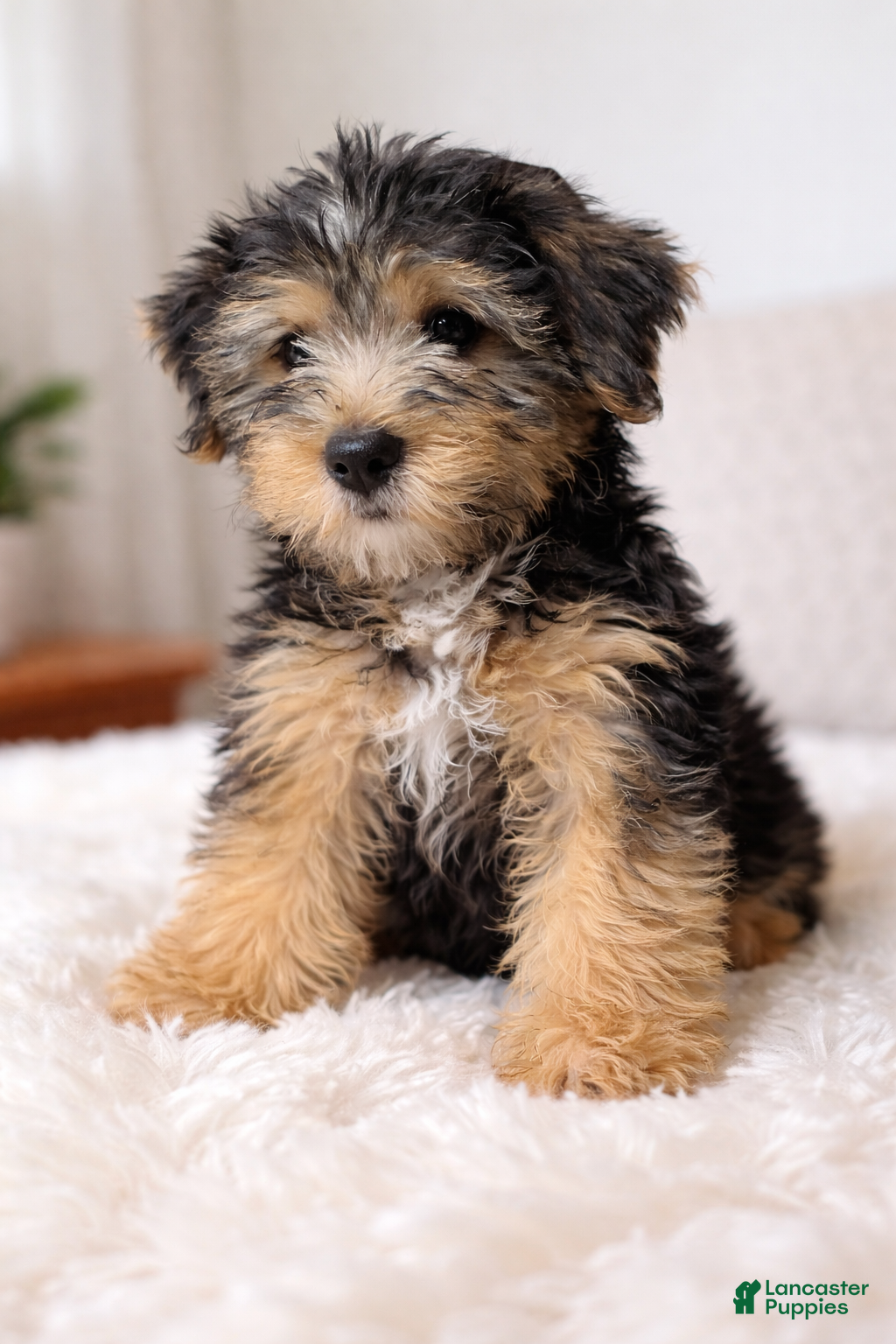 Mixed Breed dogs Mixed Breed Puppy 3 - Ad 21