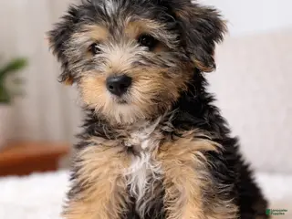 Mixed Breed dogs Mixed Breed Puppy 3 - Ad 21