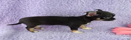 Chihuahua dogs for sale: AKC Charlotte - Ad 8