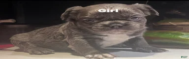 French Bulldog 4
