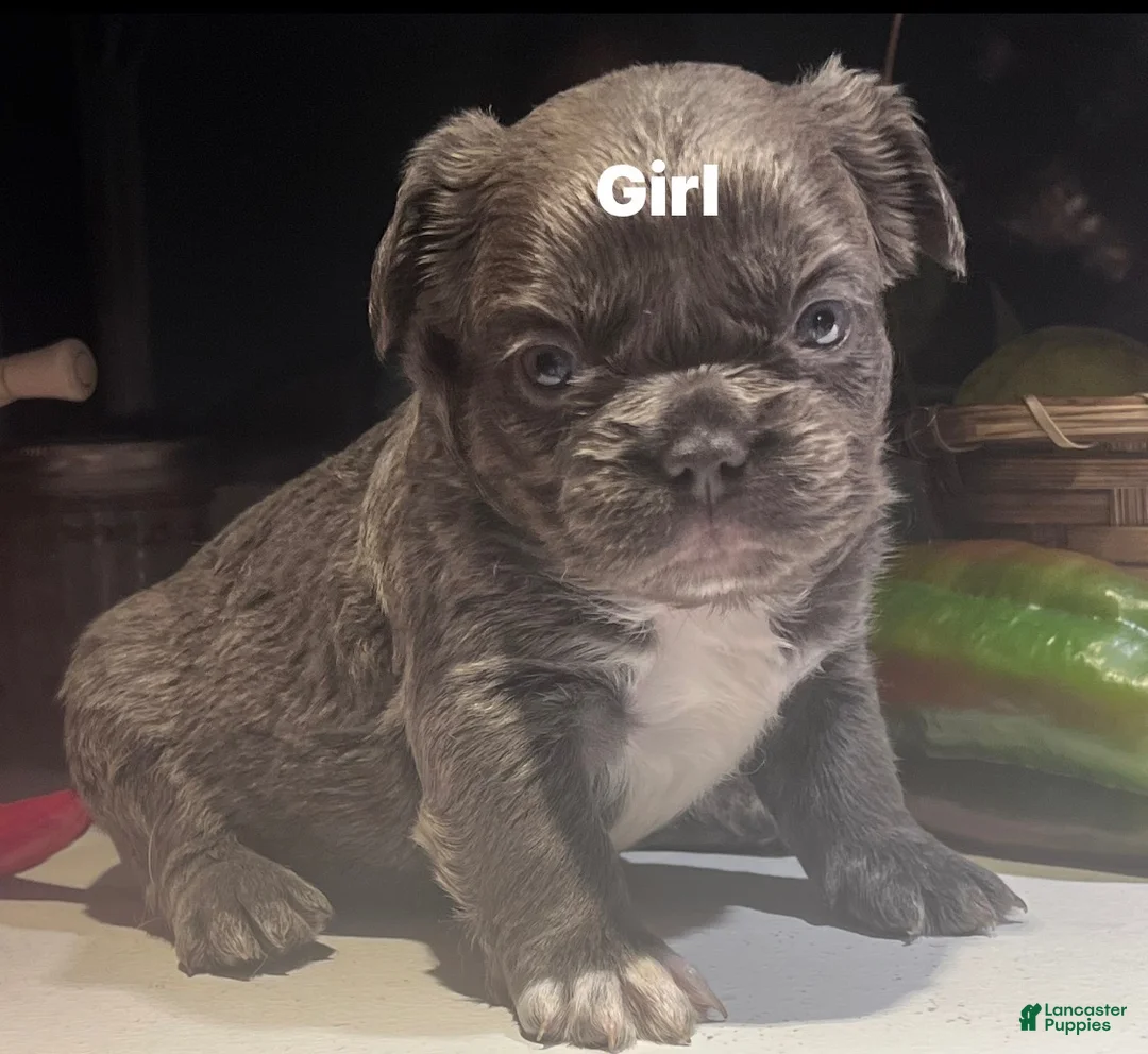 French Bulldog dogs for sale: French Bulldog 4 - Ad 1