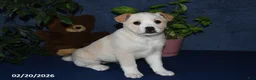 Mixed Breed dogs for sale: Rhonda - Ad 3