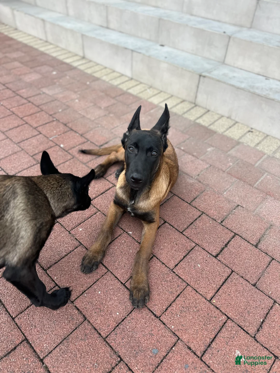 Belgian Malinois dogs for sale: Belgian Malinois Puppy 1 - Ad 3
