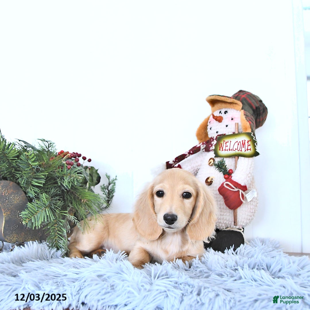 Miniature Dachshund dogs for sale: Ollie - Ad 5