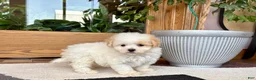 Maltipoo dogs for sale: Gigi - Ad 4