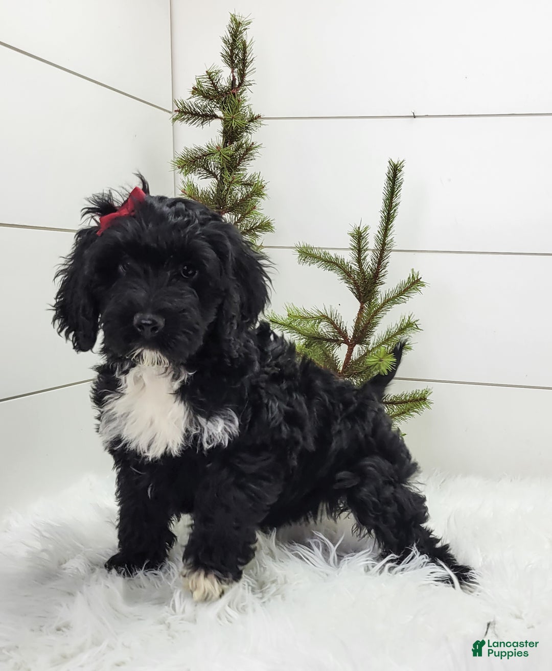 Portuguese Water Dog dogs for sale: Raven - Ad 3