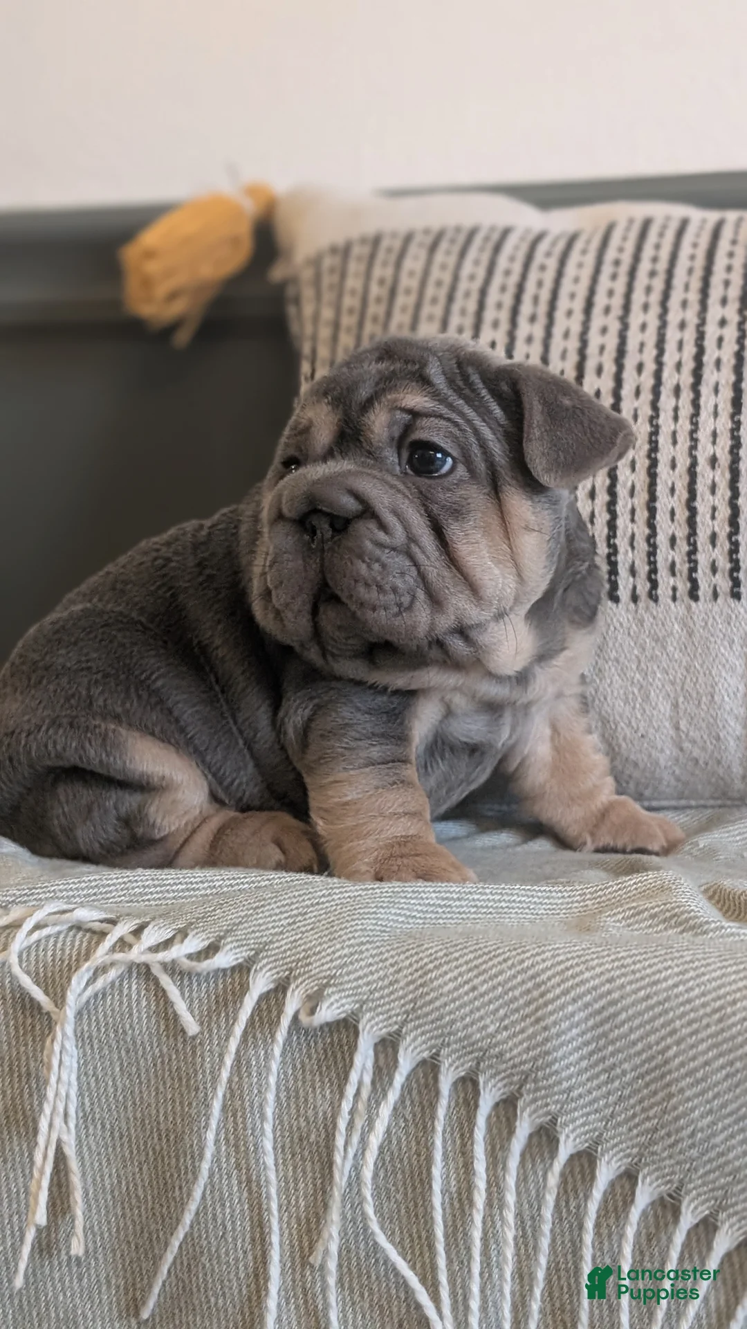 French Bulldog dogs for sale: Royce - Ad 5