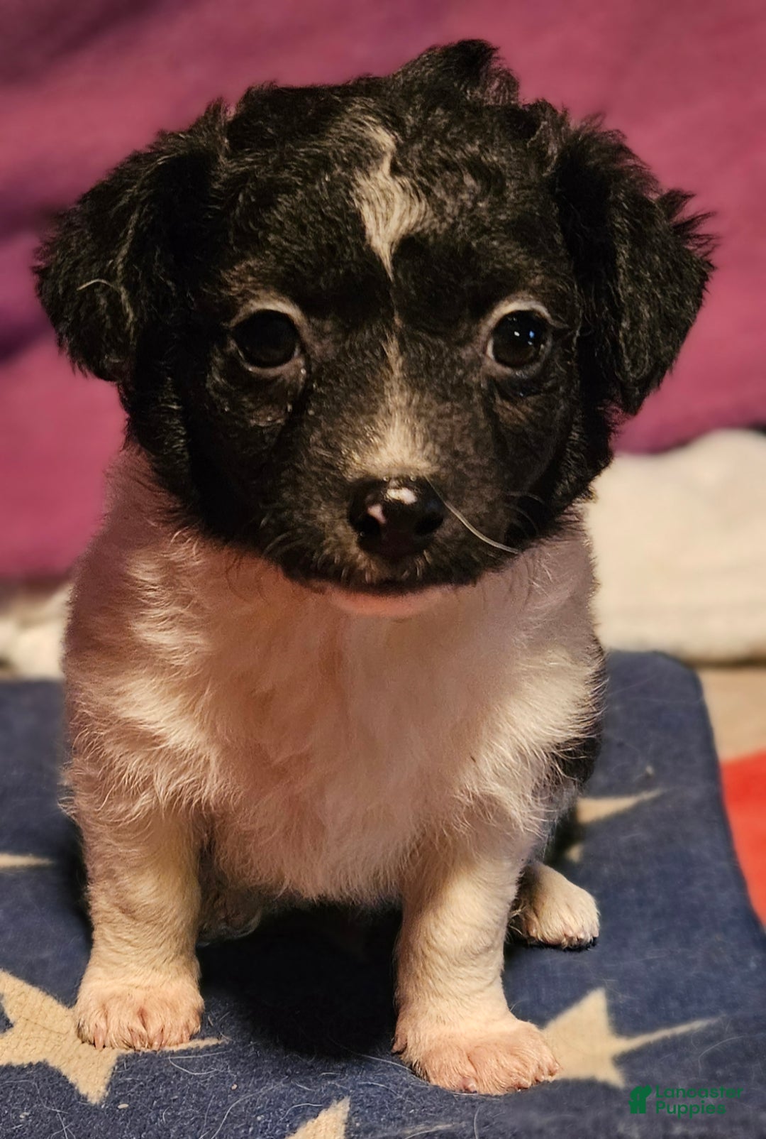 Chihuahua dogs for sale: Cindy (T-Cup) - Ad 16