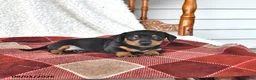 Miniature Dachshund dogs for sale: Cooper - Ad 3