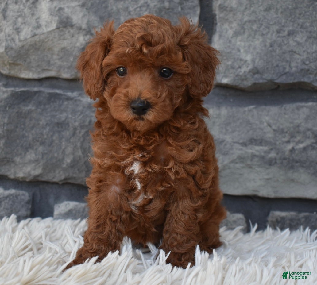 Toy Poodle dogs Charlie  - Ad 2