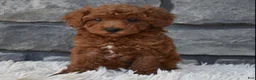 Toy Poodle dogs for sale: Charlie  - Ad 2